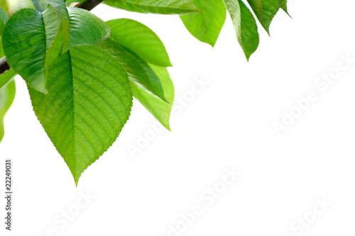 Photo: feuilles vertes de cerisier sur fond blanc feuilles vertes de cerisier sur fond blanc