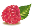Photo-realistic vector illustration. Red raspberry with leaf.