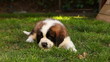 Handheld Shot of Playful Saint Bernard Puppy in the Grass