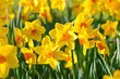 Osterglocken, narcissus pseudonarcissus Osterglocken, narcissus pseudonarcissus