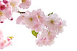 Spring blossom on white background
