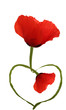 Coquelicots Amour