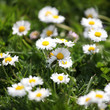 blumenwiese