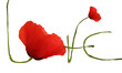 Coquelicots Love
