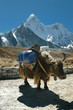 Yak - Lastentier im Himalaja Yak - Lastentier im Himalaja