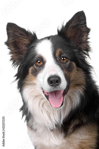 Photo: head of a border collie dog isolated on a white background head of a border collie dog isolated on a white background