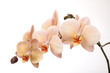 Isolated orchid flowers on white