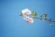 Kirschbaum, Kirschblüte, Ast