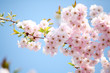 Blüten