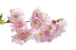 Spring blossom on white background