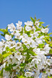 Spring blossom on blue sky