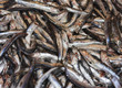 Sardines