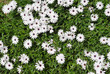 Pâquerette herbe quelques fleurs blanches