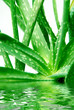 Foto: Aloe Vera Aloe Vera