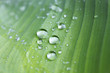 raindrops