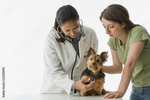 Photo: African female veterinarian examining Yorkshire Terrier puppy African female veterinarian examining Yorkshire Terrier puppy