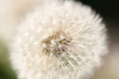 flowerpower