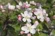 Apfelblüte