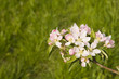 Apfelblüten