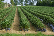 Strawberry growing