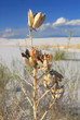 Soaptree Yuca plant at White Sand Dunes National Park