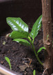 Rubber plant sprout