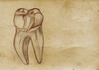 Tooth Illustration (from late 1800)
