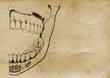 Jaw Illustration (from late 1800)
