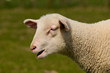 Blökendes Lamm