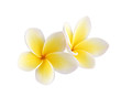 Two frangipani flowers isolated on white