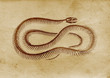 Vintage Snake (late 1800 illustration)