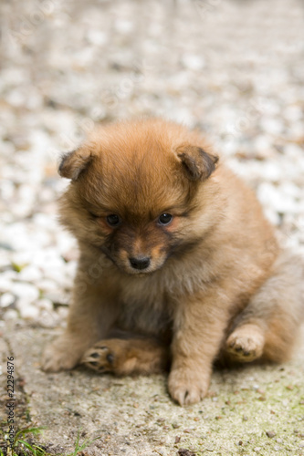 Foto: Hund, Spitz,Mittelspitz_Welpe Hund, Spitz,Mittelspitz_Welpe
