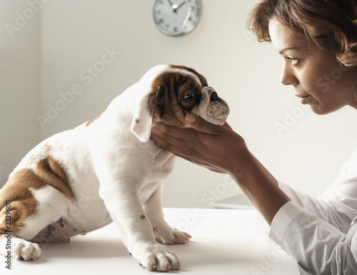 Foto: Mixed Race female veterinarian examining puppy Mixed Race female veterinarian examining puppy