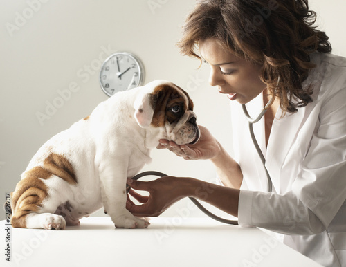 Photo: Mixed Race female veterinarian examining puppy Mixed Race female veterinarian examining puppy