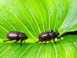 Scarab couple
