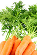 carottes, racines et fanes, fond blanc