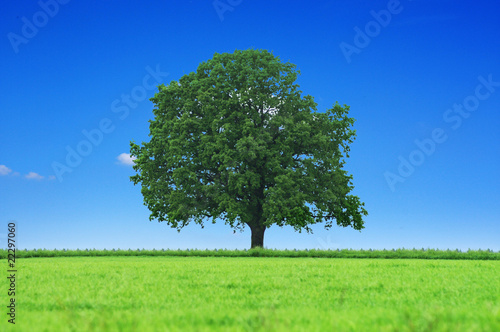 Foto: Schöner Baum in der Landschaft Schöner Baum in der Landschaft