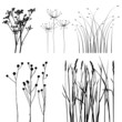 collection, for designers, plant vector collection, for designers, plant vector