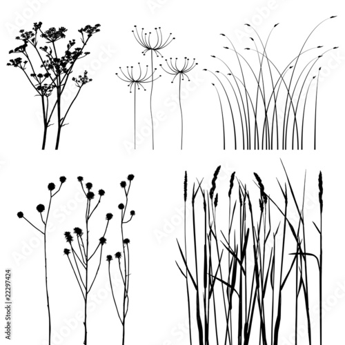 Vektor: collection, for designers, plant vector collection, for designers, plant vector