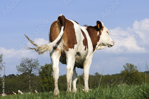 Photo: Monbéliarde de dos Monbéliarde de dos