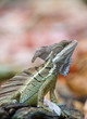 Basilisk or Jesus Christ Lizard (Basiliscus basiliscus) Basilisk or Jesus Christ Lizard (Basiliscus basiliscus)