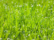 Grass.