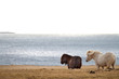 Icelandic horses Icelandic horses