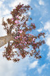 Blossoming Tree