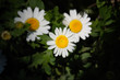 Marguerite