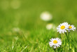 Gänseblümchen auf dem Rasen