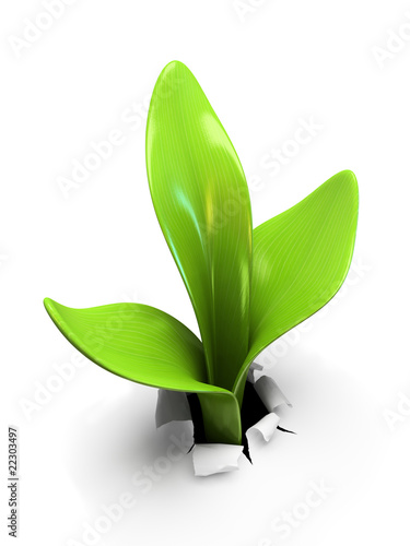 Illustrazione: Young sprout isolated on white background Young sprout isolated on white background