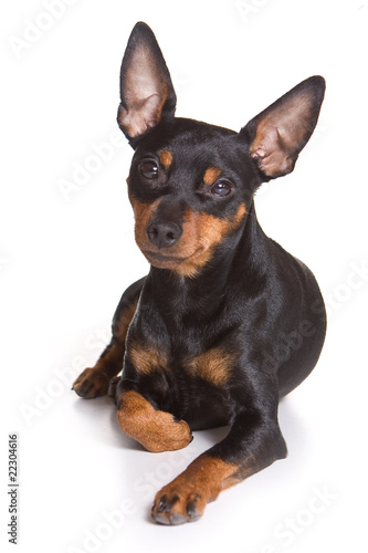 Photo: Pinscher puppy on white background Pinscher puppy on white background