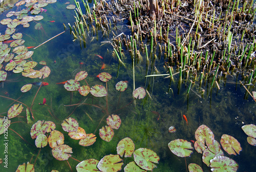 Photo: Detail of a pond with goldfishes and Nymphaea alba Detail of a pond with goldfishes and Nymphaea alba