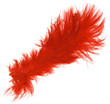 macro shot of red feather